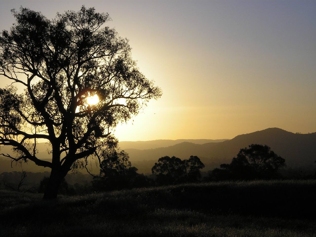 sunset eucalyptus mountains free photo
