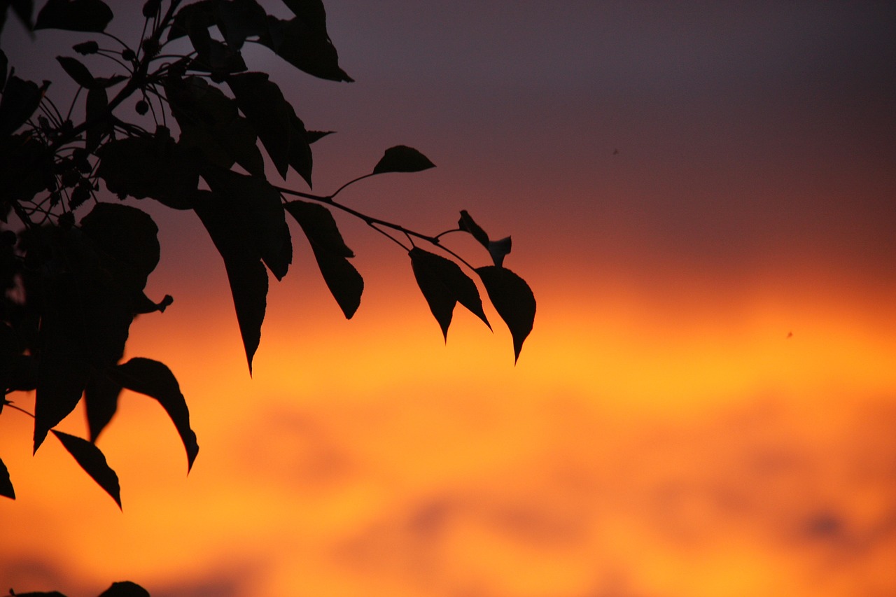 sunset leaves dusk free photo