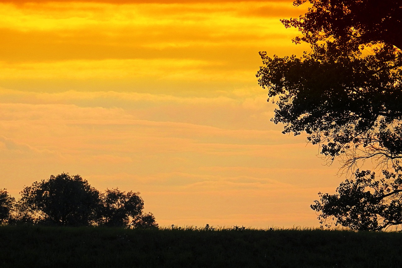 sunset trees silhouette free photo