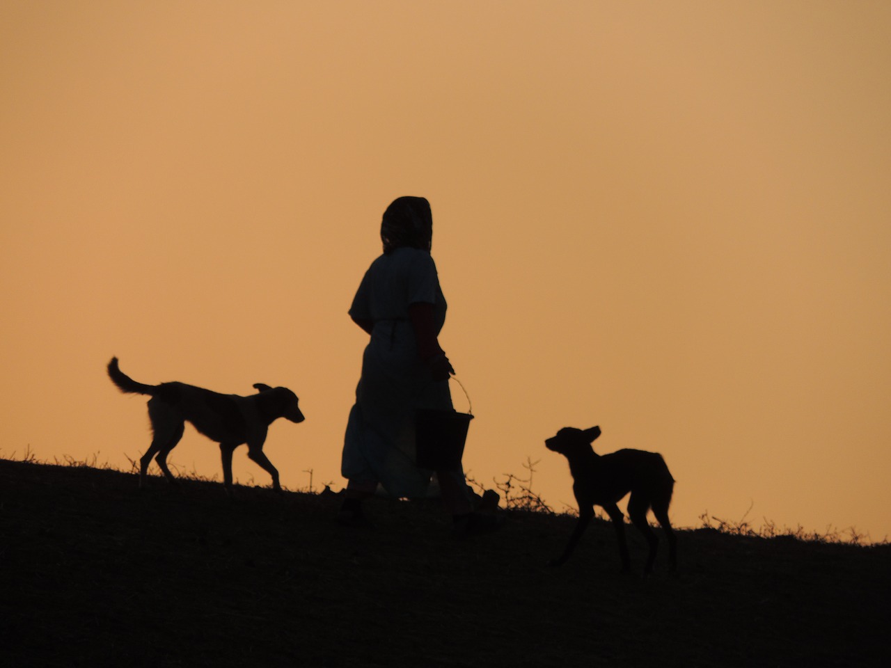 sunset dog animals free photo