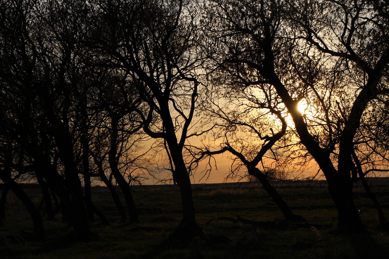 sunset trees landscape free photo