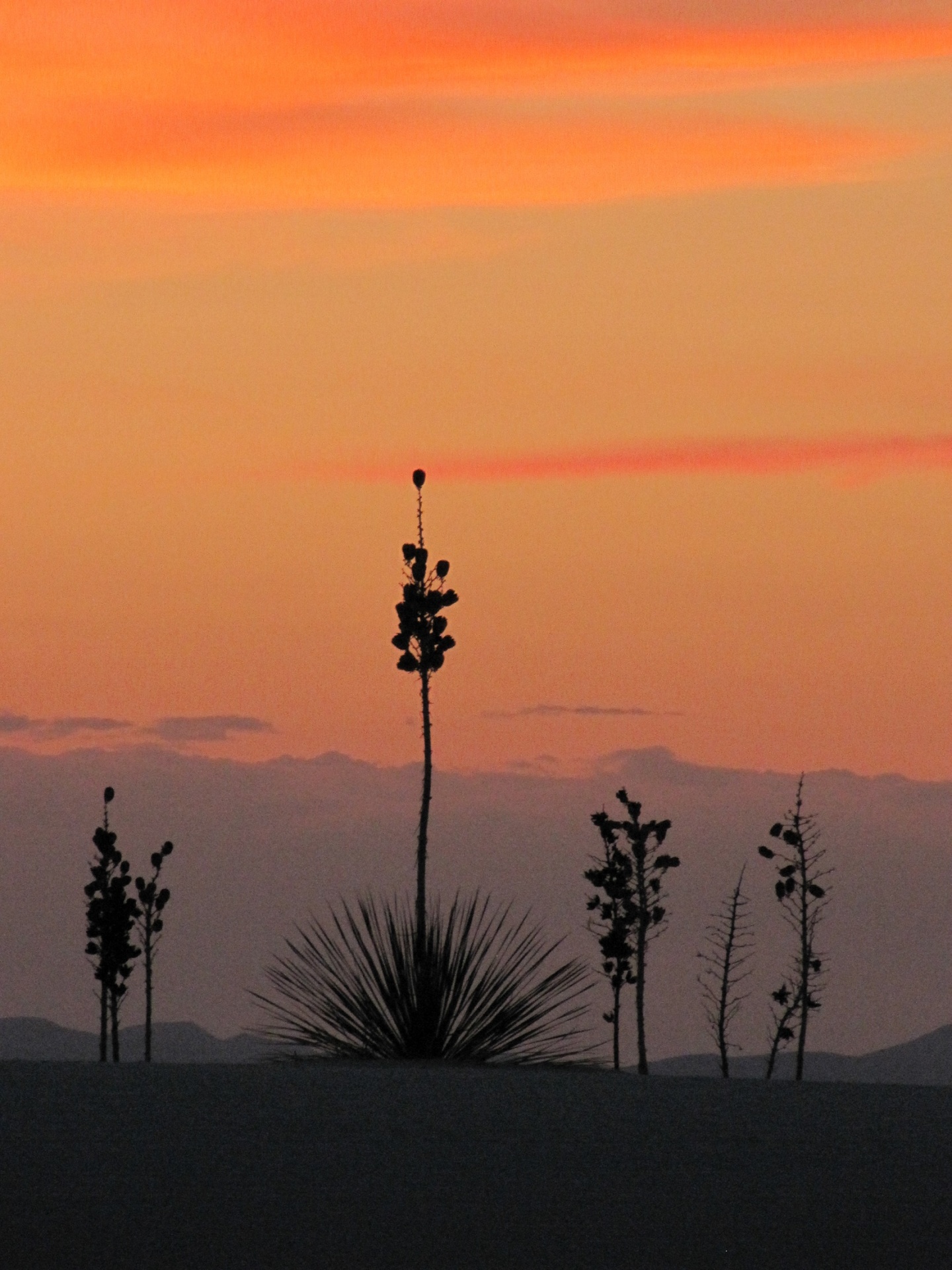 landscape scenic yucca free photo