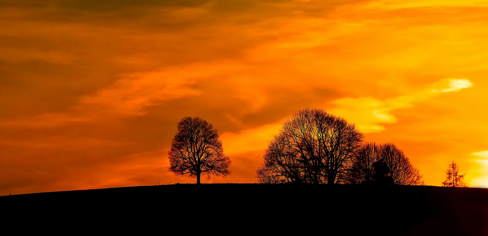 sunset trees silhouette free photo