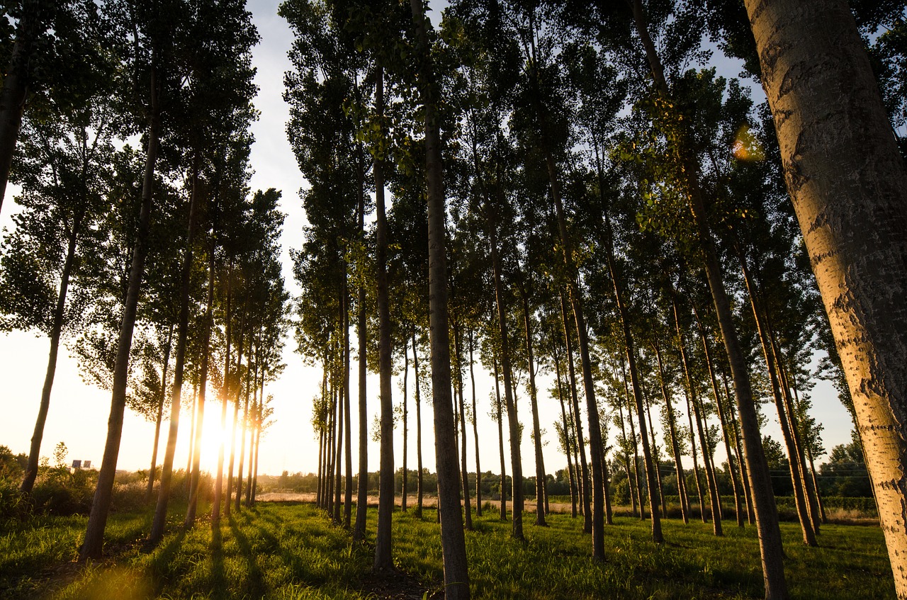 sunset tree nature free photo