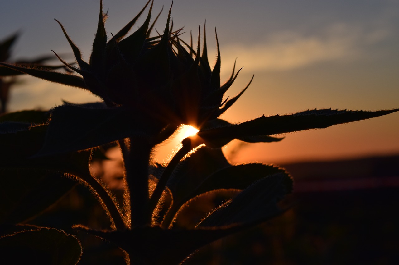 sunset sun flower back light free photo