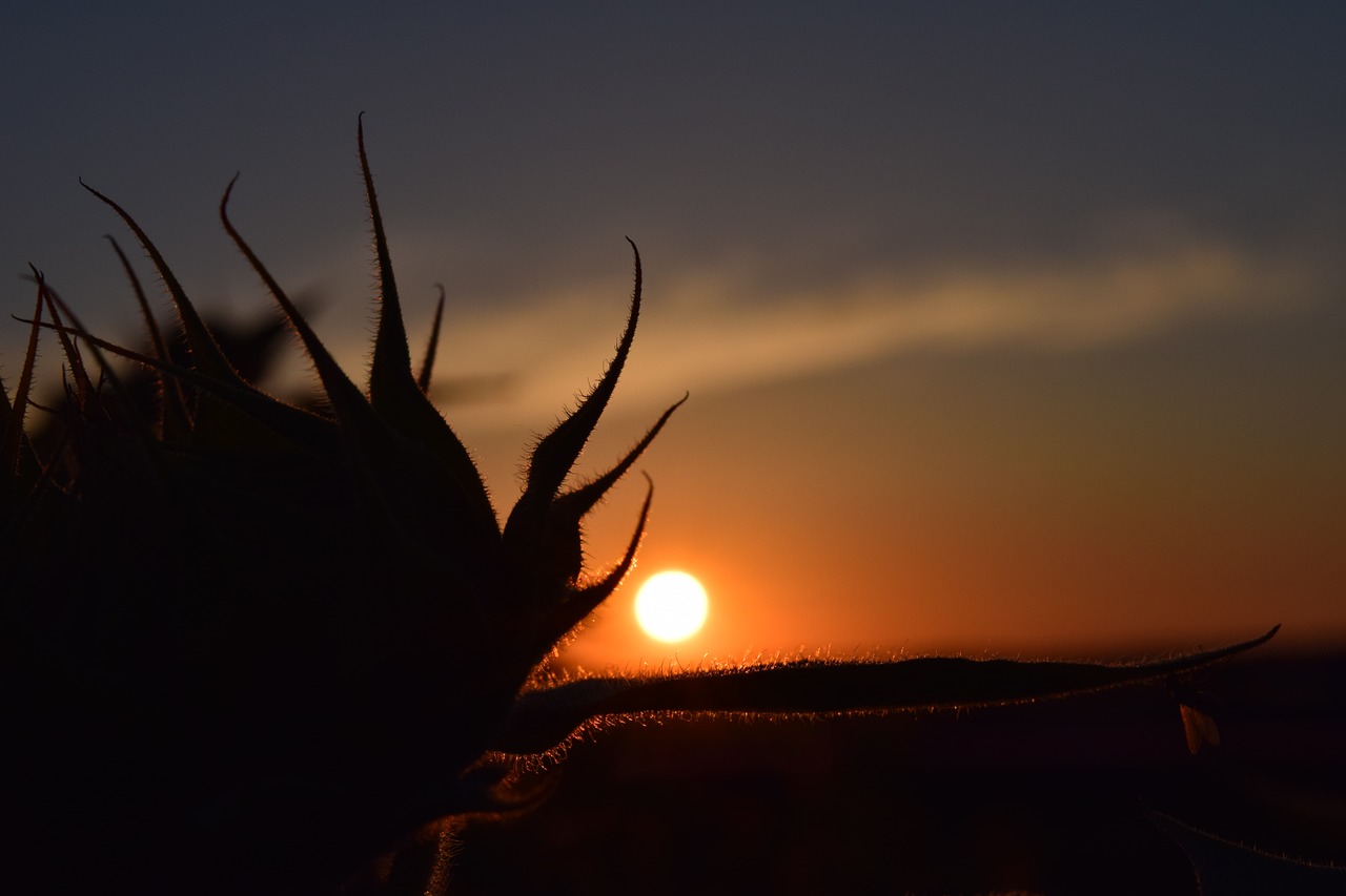 sunset back light sun flower free photo