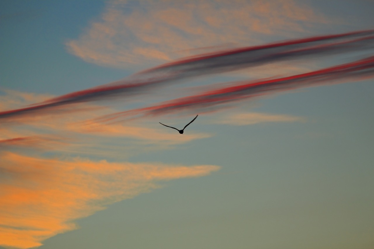 sunset evening sky sky free photo