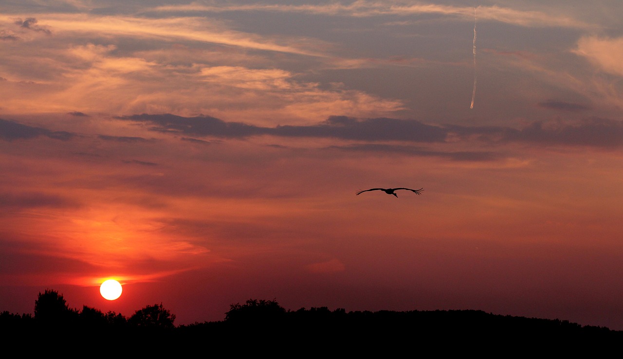 sunset sun stork free photo