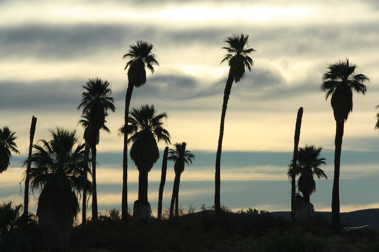 sunset silhouettes palms free photo