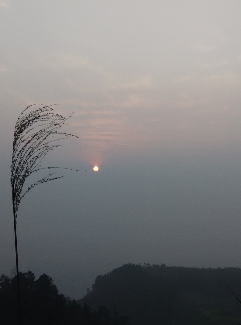 sunset reed the scenery free photo