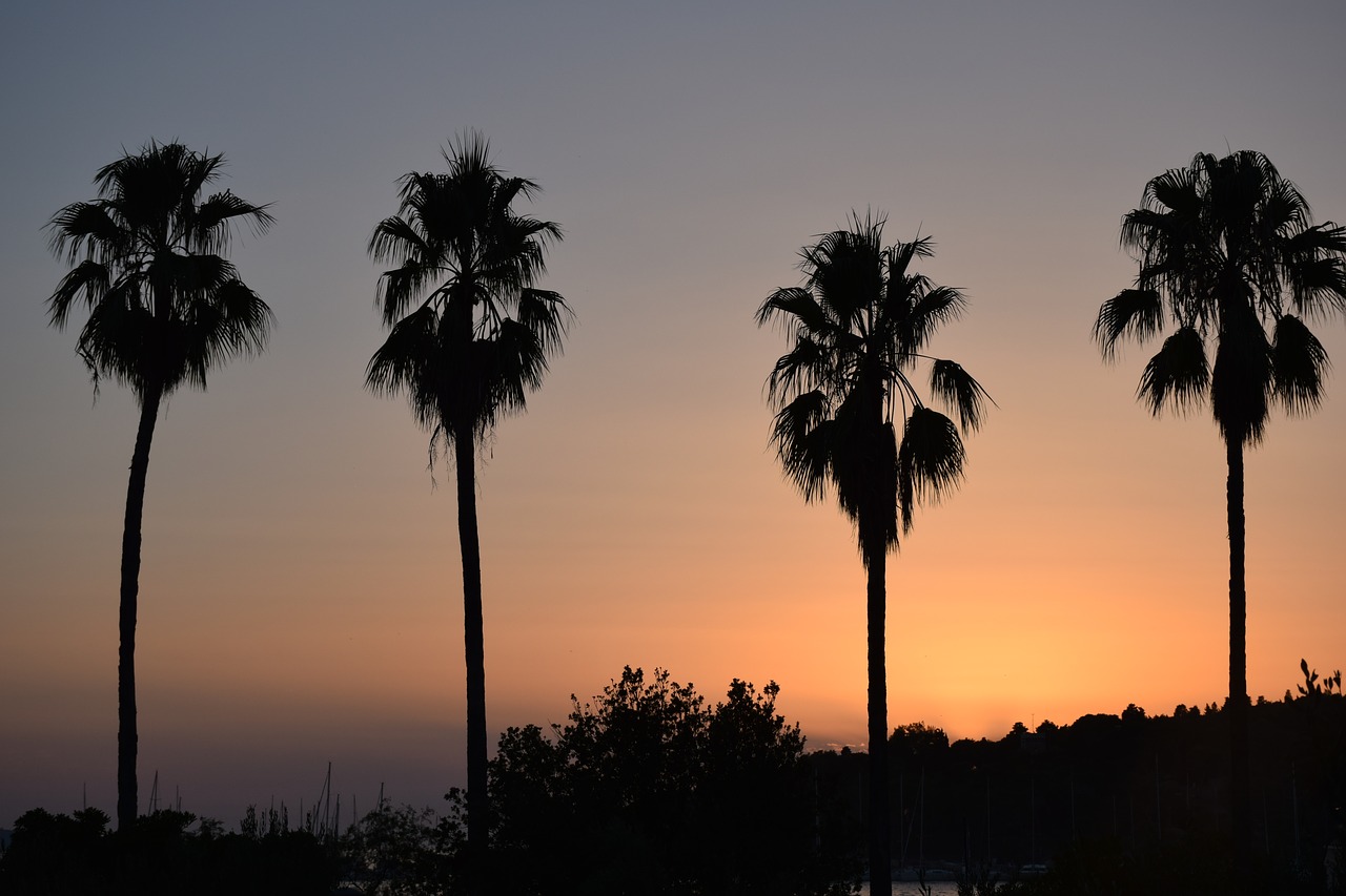 sunset palms summer free photo