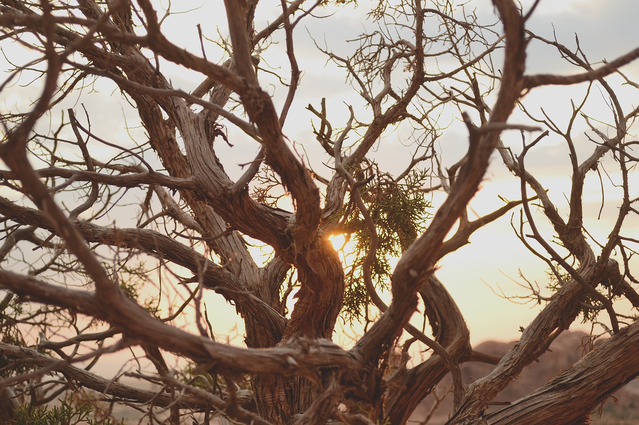 sunset dead tree desert free photo