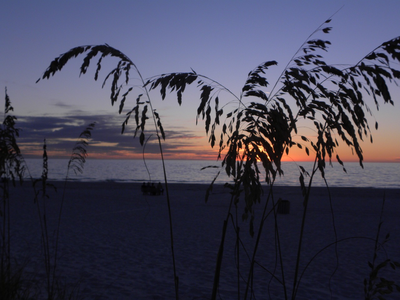 sunset tropical sea oats free photo