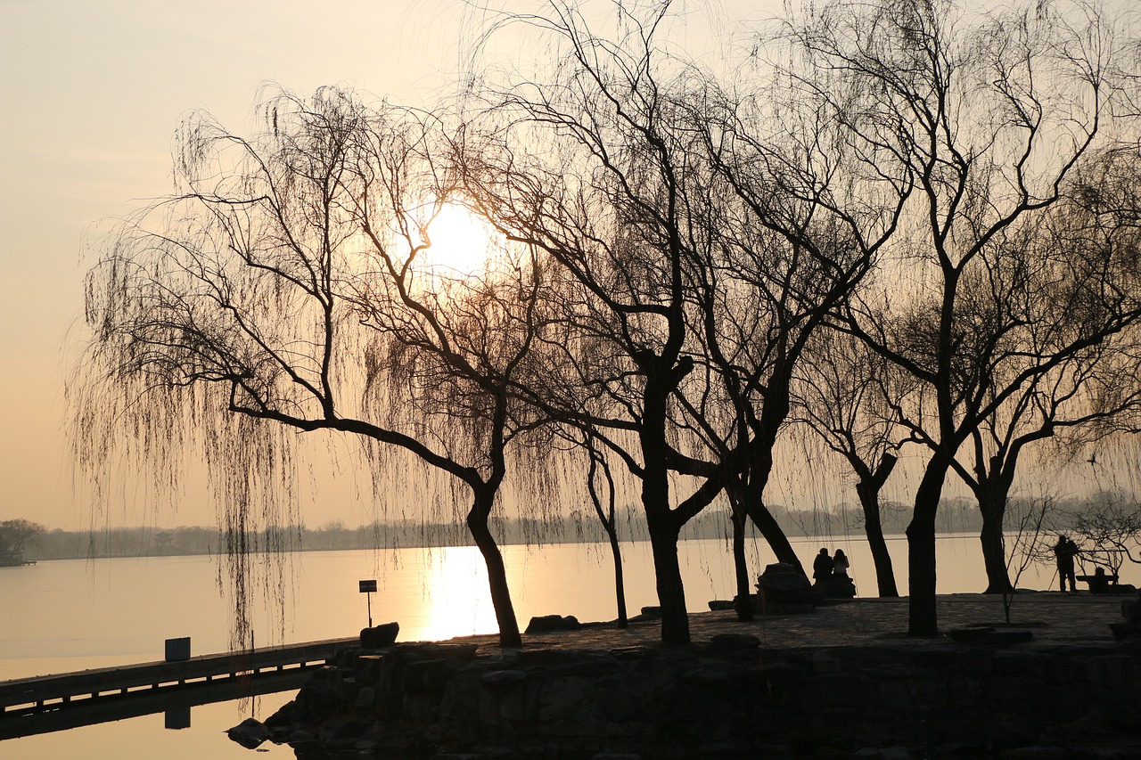 sunset tree lake free photo