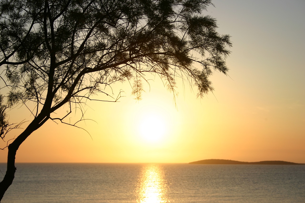 sunset tree sea free photo