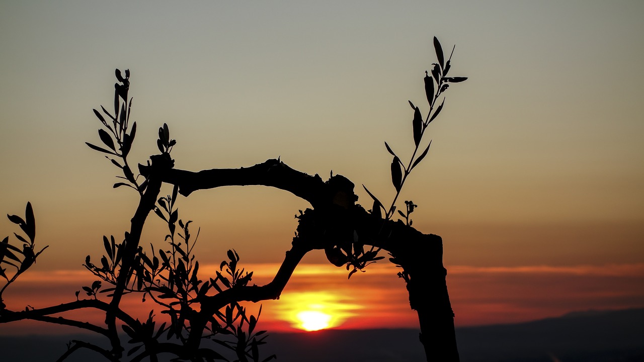 sunset olive tree branches free photo