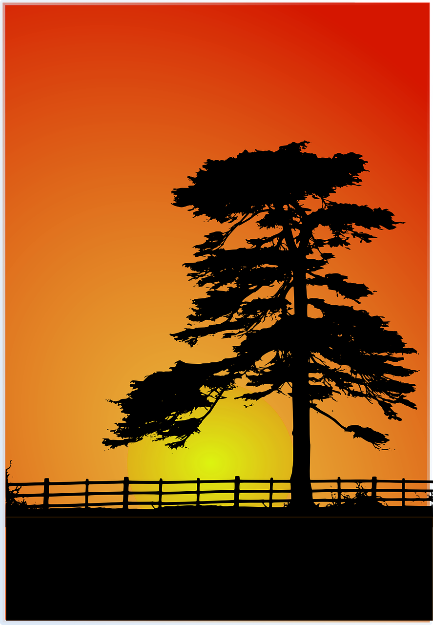 sunset cedar cedar tree free photo