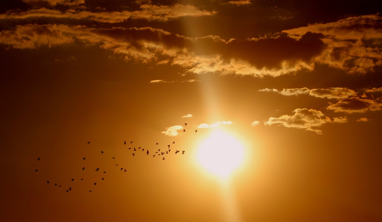 sunset birds cloud free photo