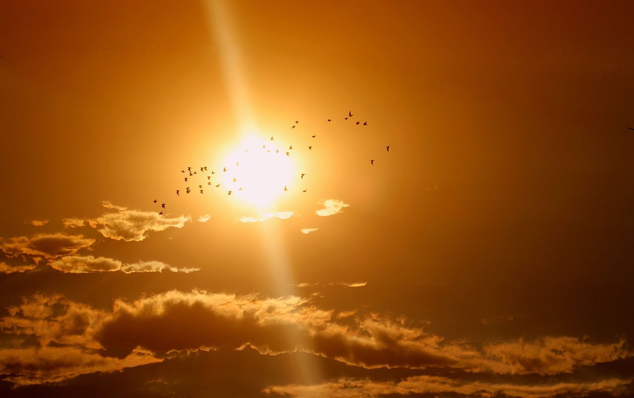 sunset birds cloud free photo