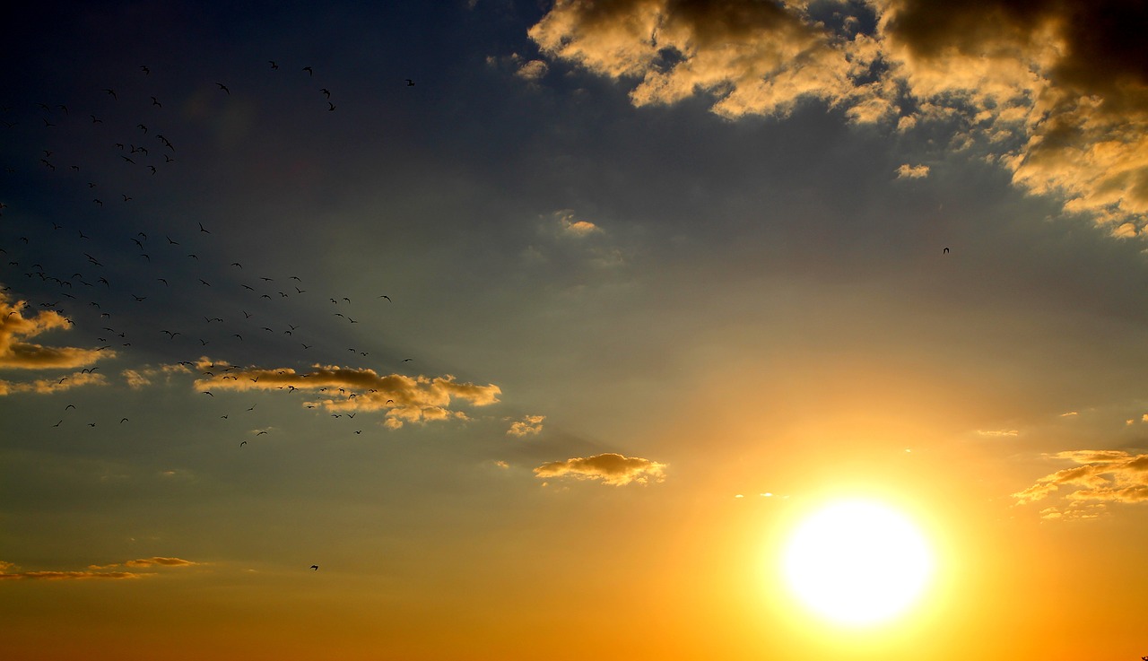 sunset birds cloud free photo