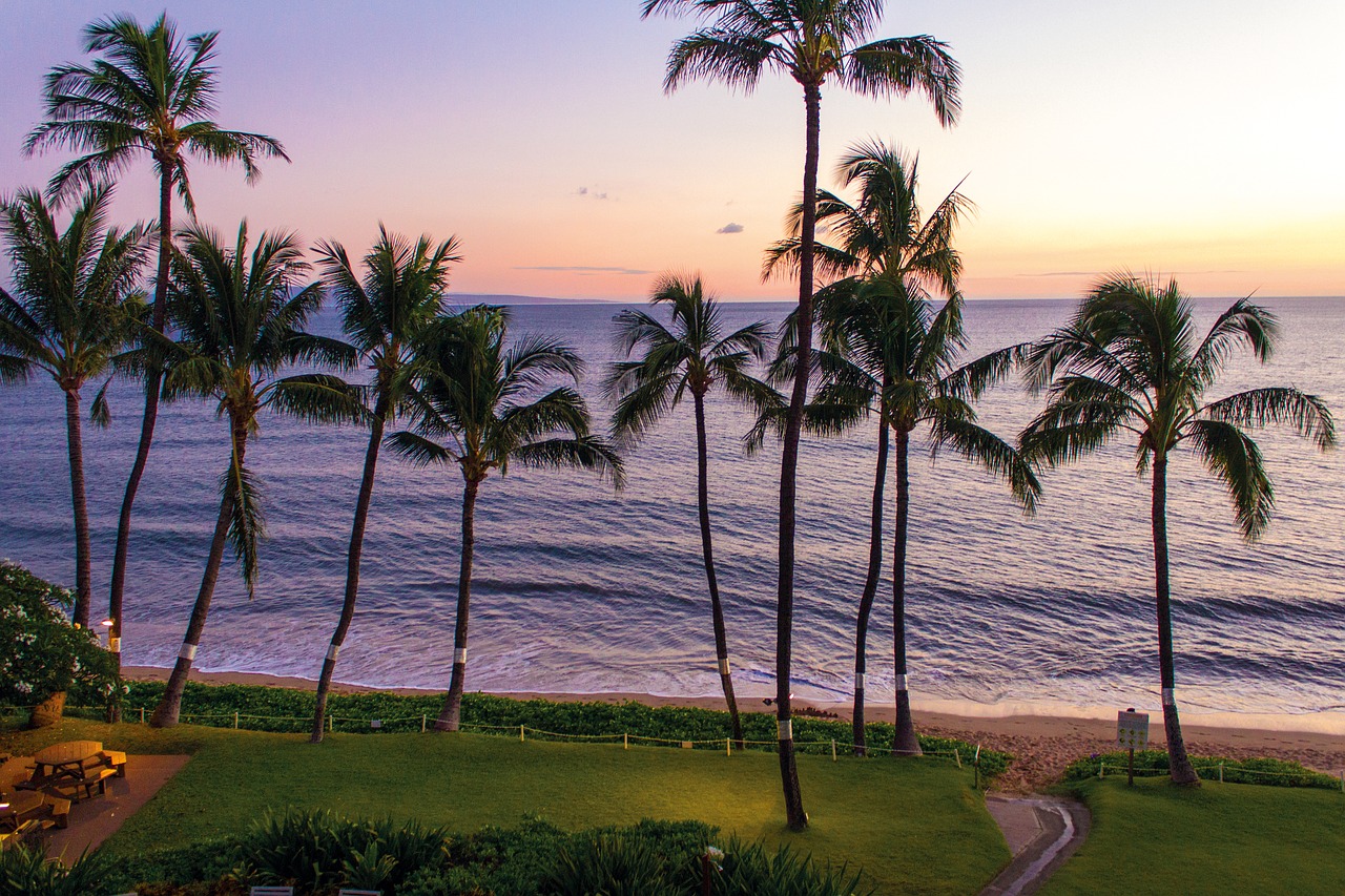 sunset palms beach free photo