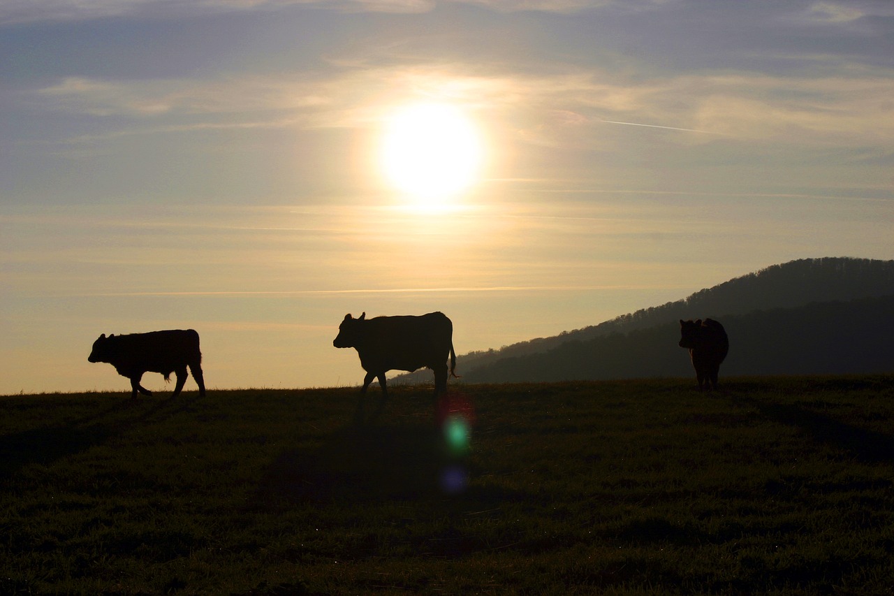 sunset the cows pasture free photo