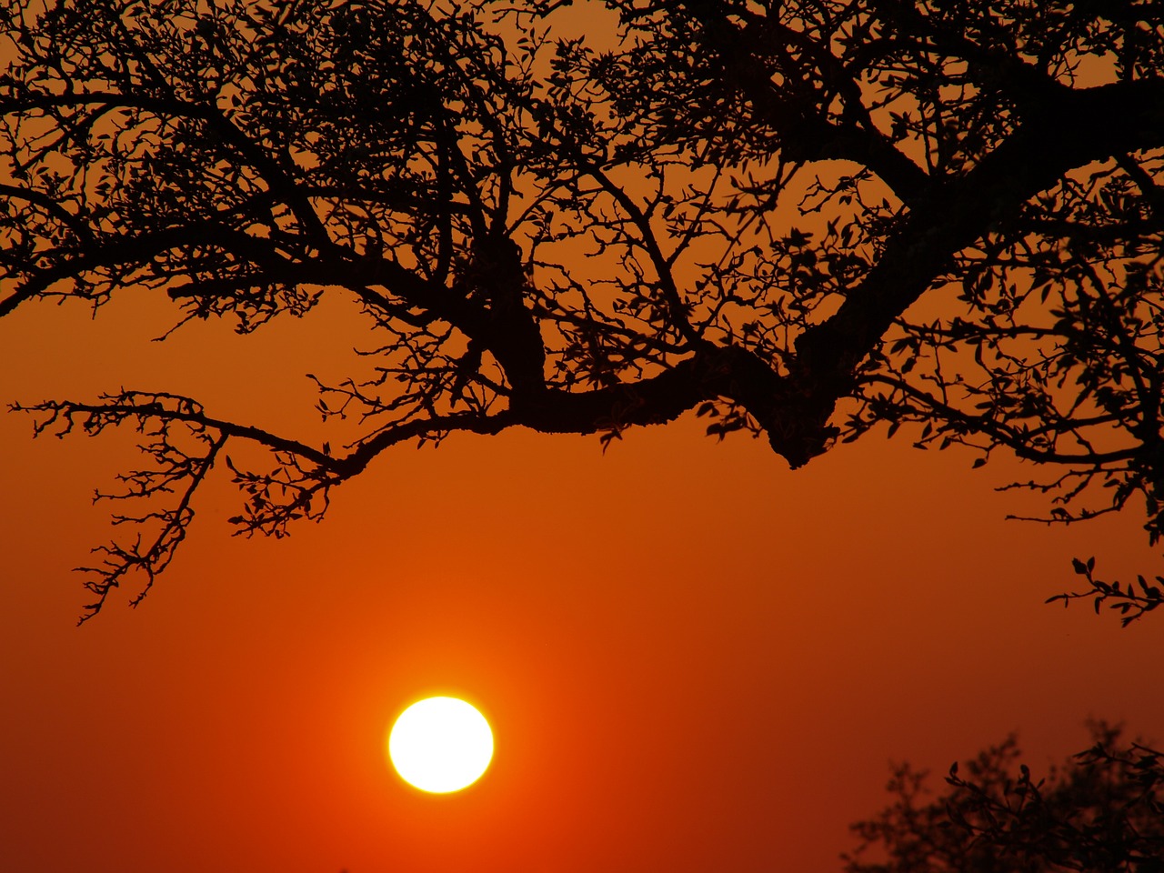 sunset evening sky tree free photo