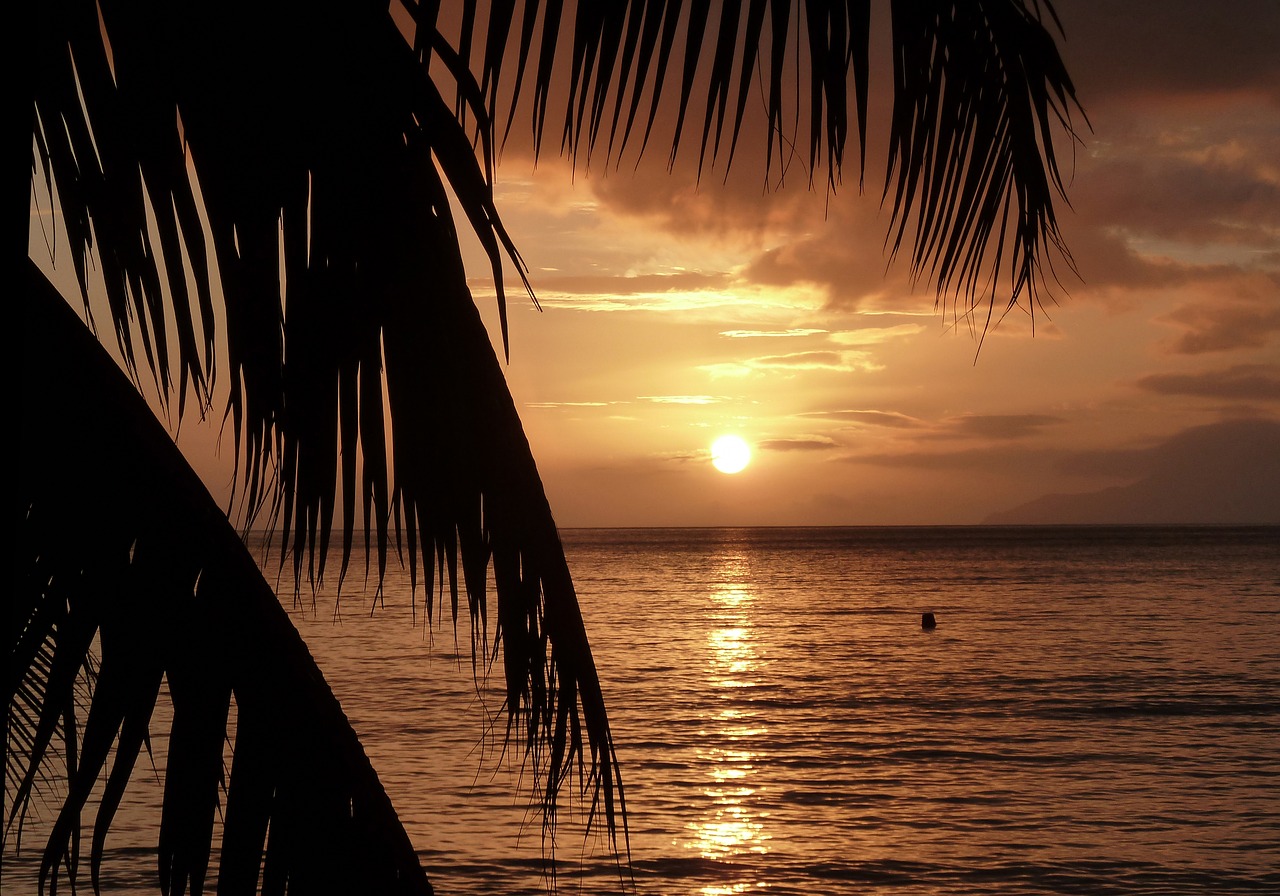 sunset palm trees beach free photo