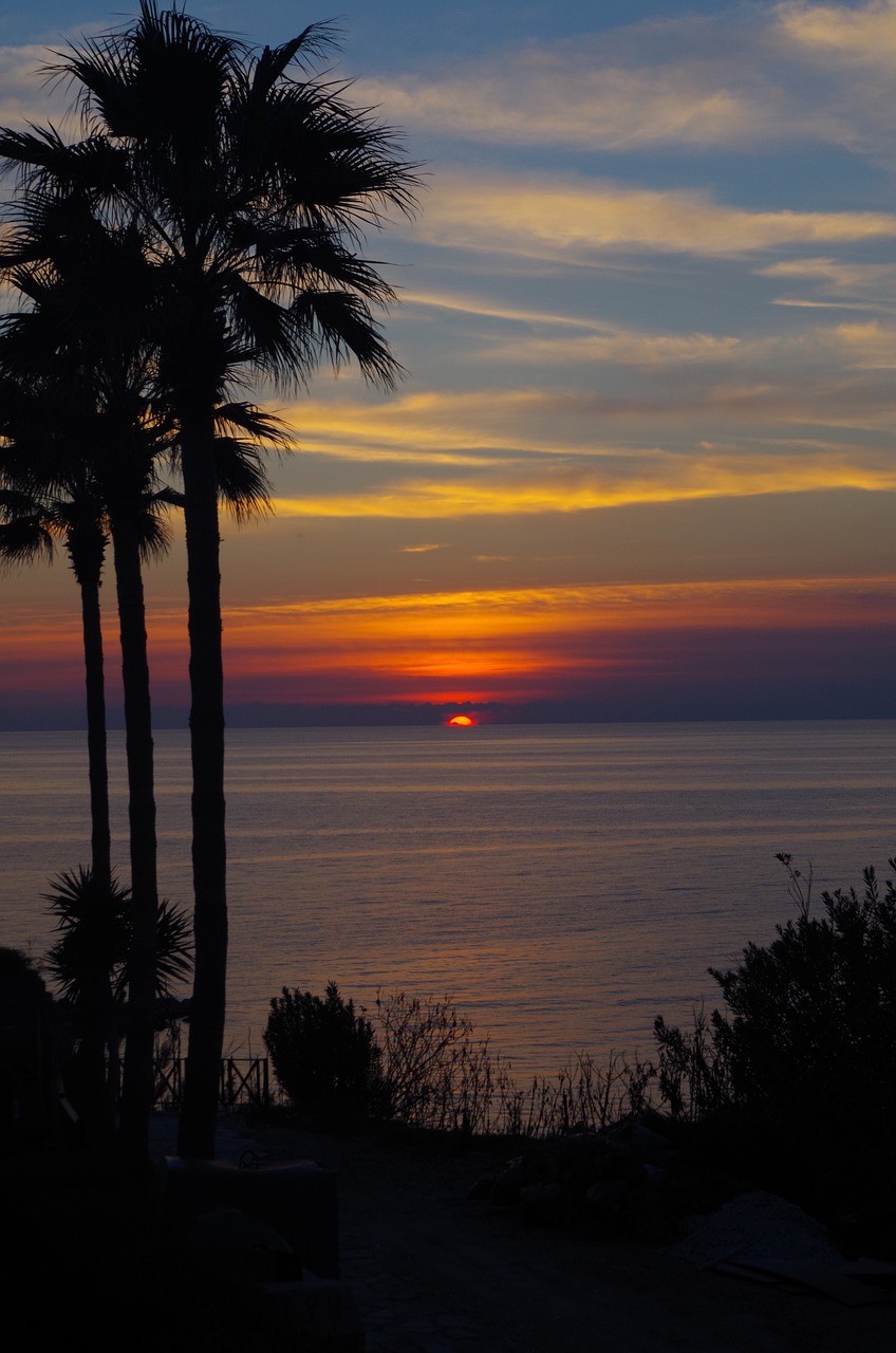 sunset palm trees mood free photo