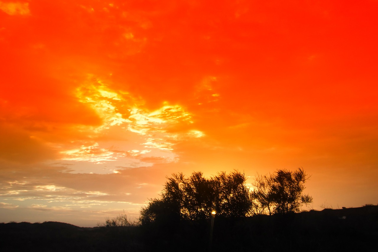 sunset trees silhouettes free photo