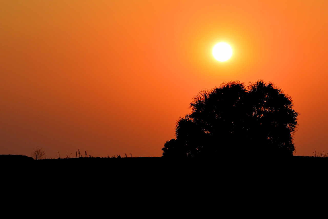 sunset tree silhouette free photo