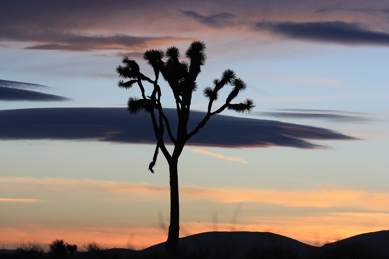 sunset landscape tree free photo