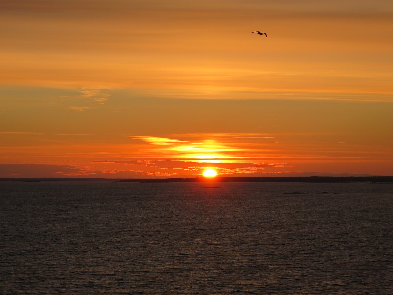 sunset bird evening sky free photo