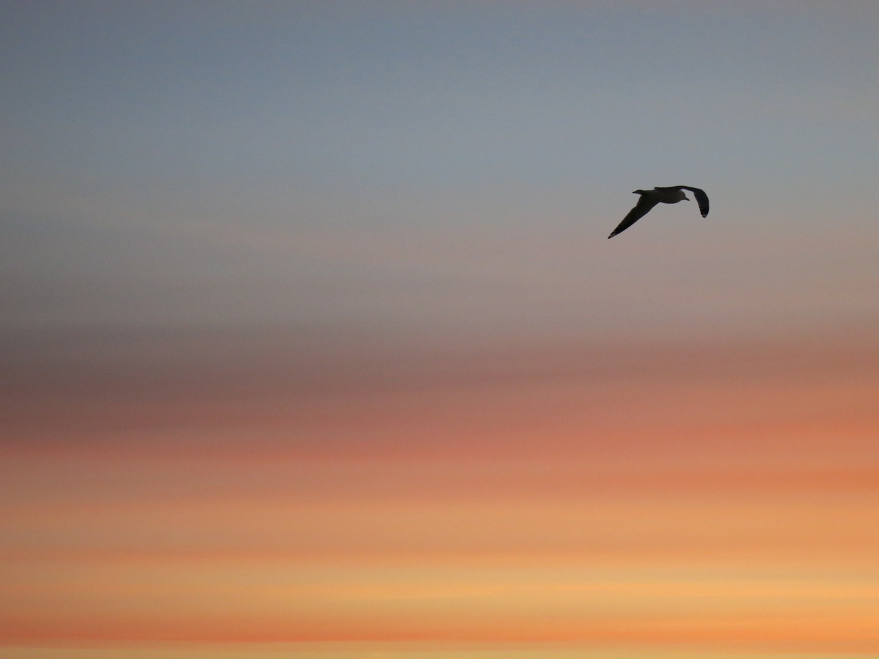 sky sunset bird free photo