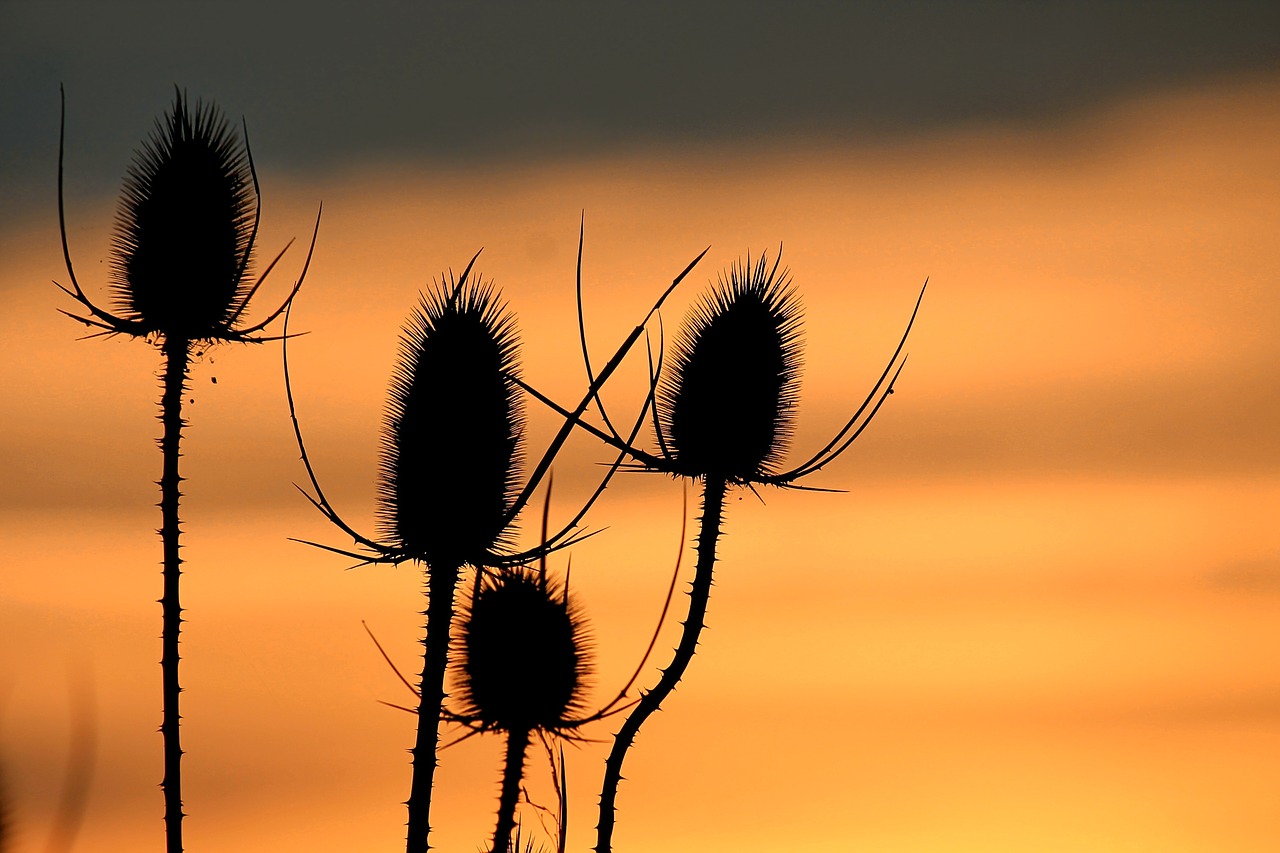 sunset wild teasel silhouette free photo