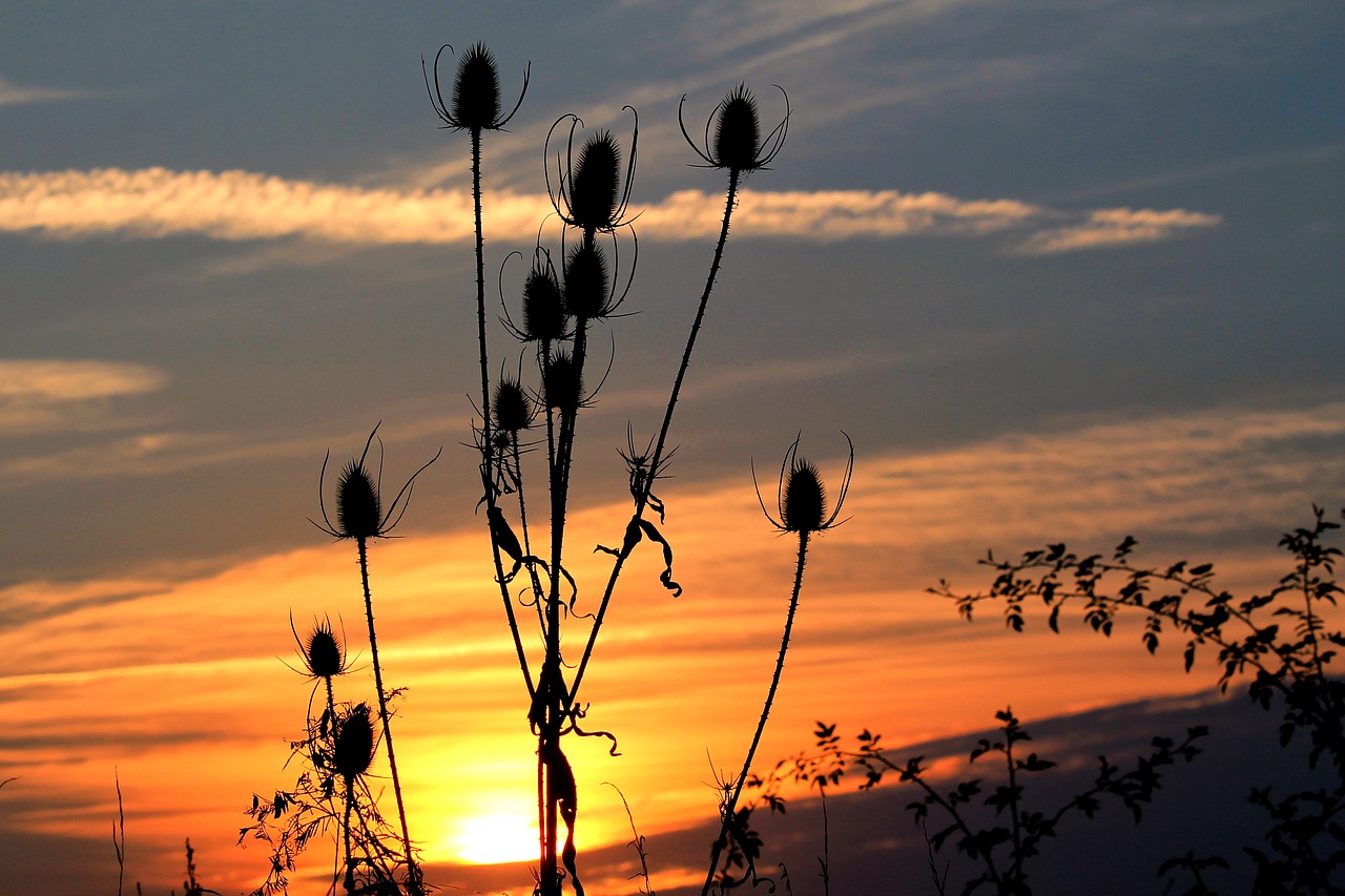 sunset wild teasel silhouette free photo