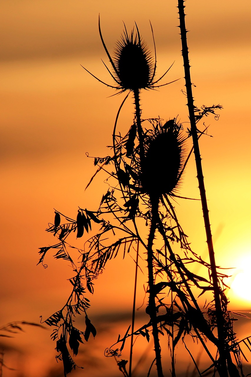 sunset wild teasel silhouette free photo