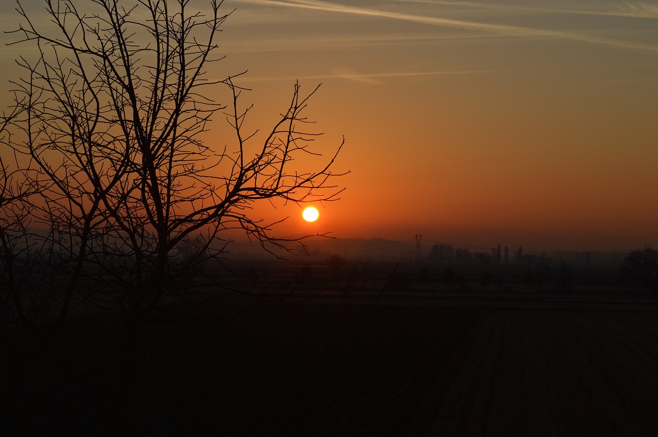 sunset red branches free photo