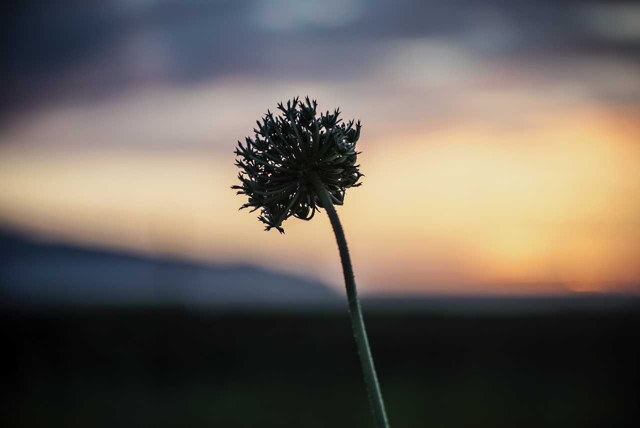 sunset flower sky free photo