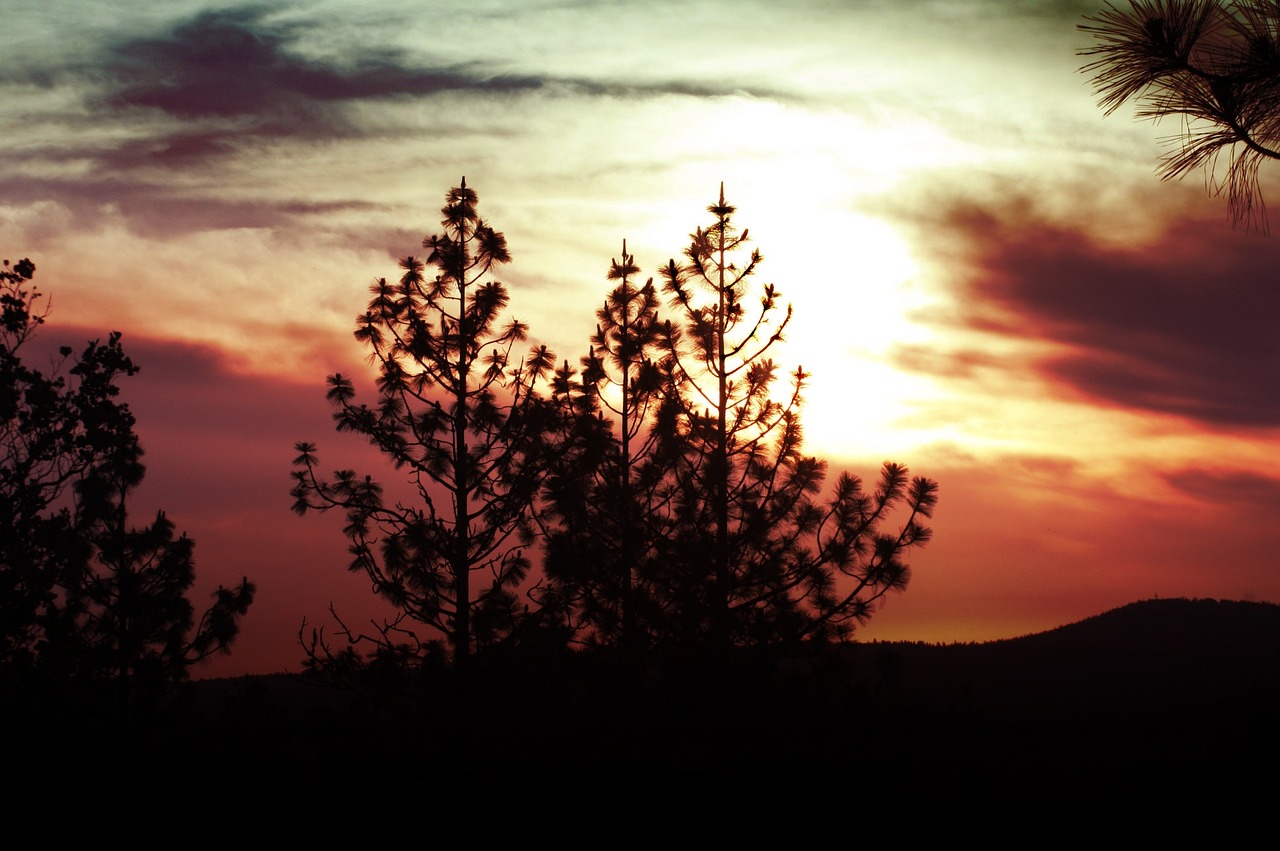 sunset tree sky free photo