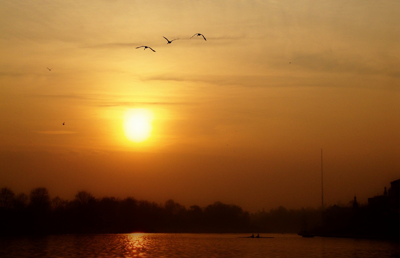 sunset sky flying birds free photo