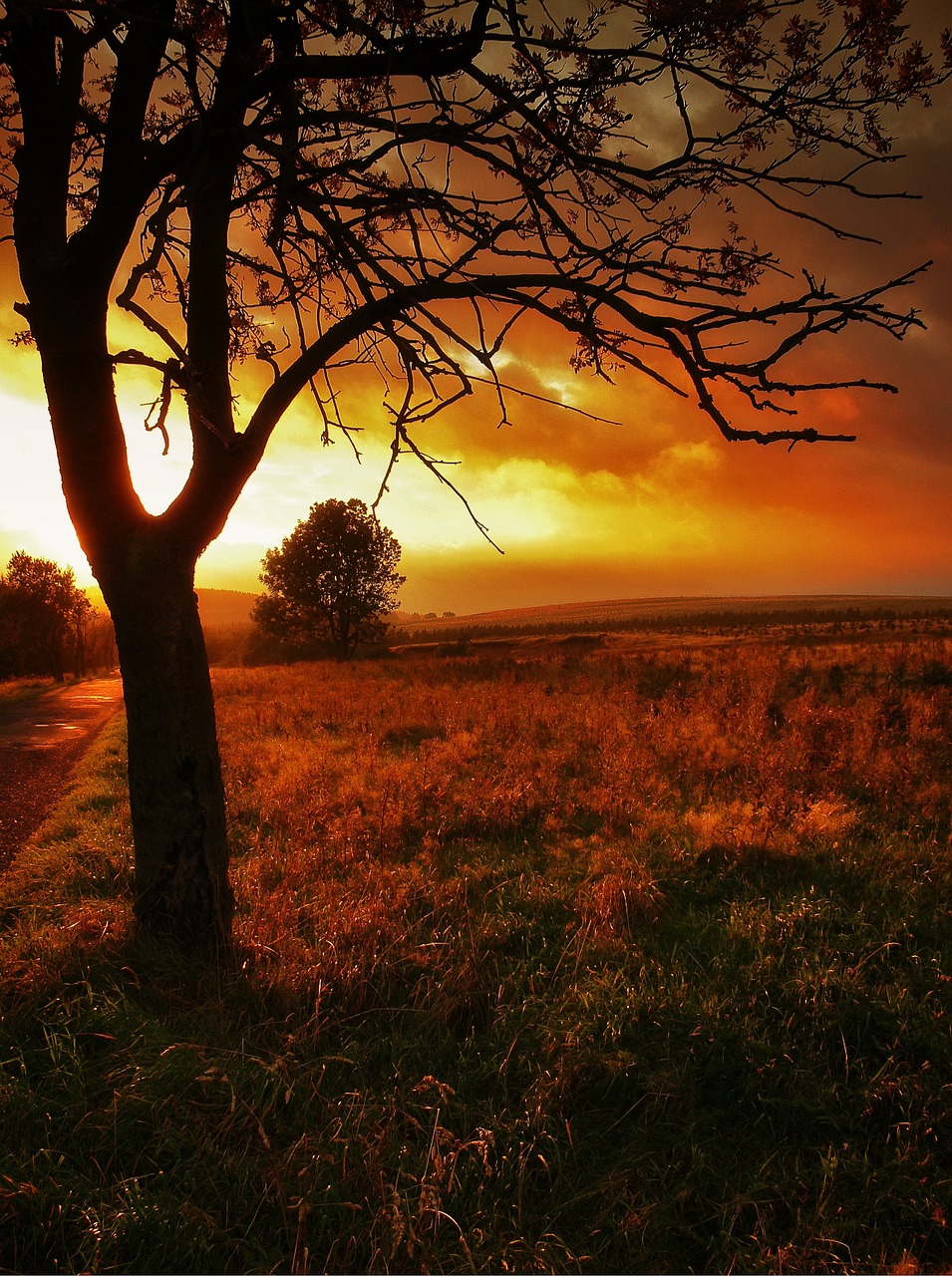 sunset tree scenery free photo