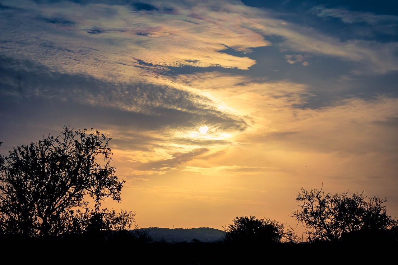 sunset trees sky free photo