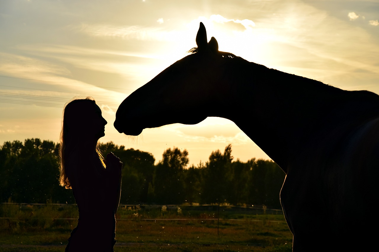sunset horse human free photo