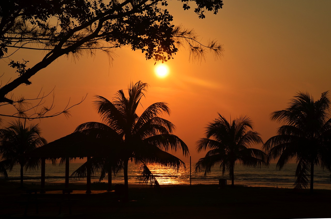 sunset palm sea free photo