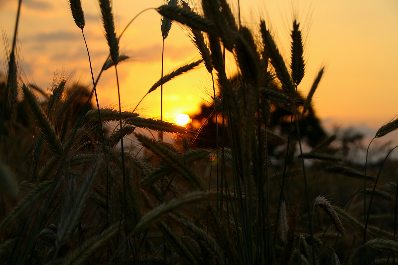 sunset field landscape free photo