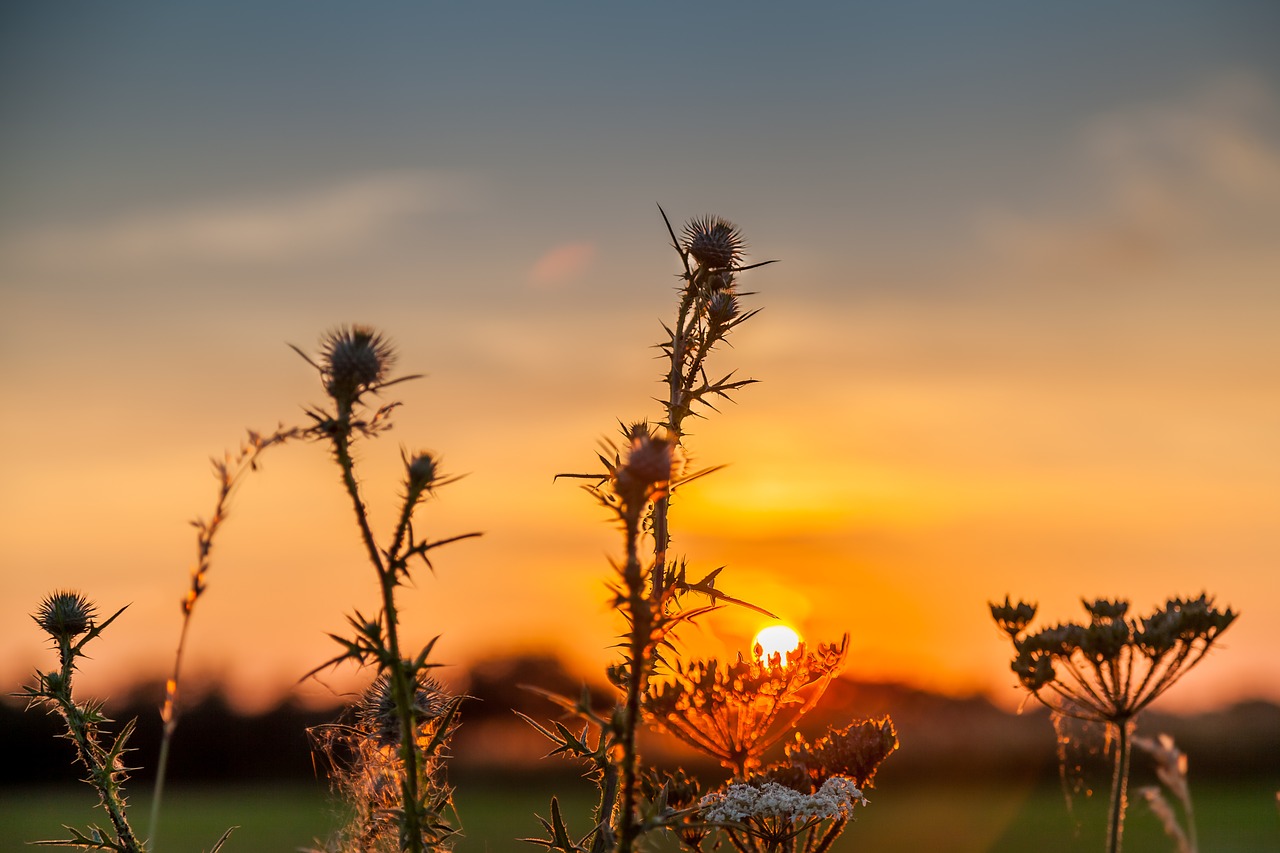 sunset autumn abendstimmung free photo