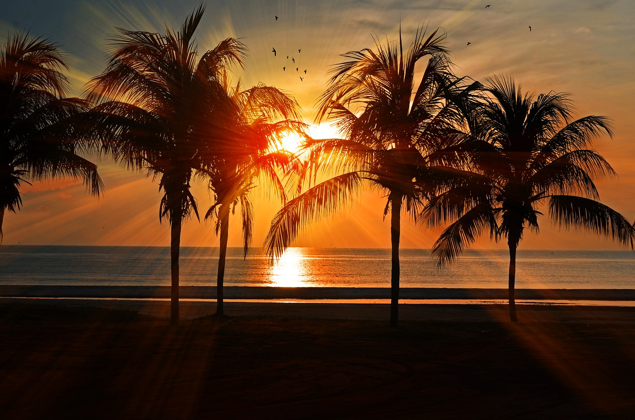 sunset beach palm free photo