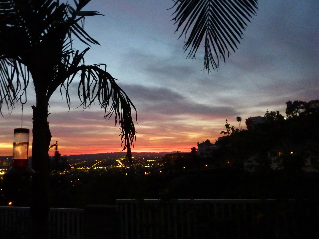 sunset palm trees dusk free photo