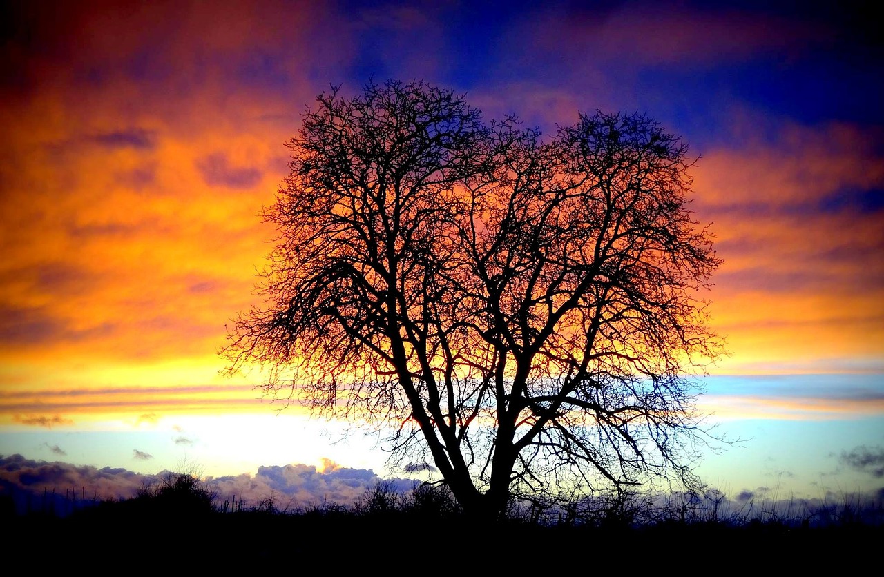 sunset tree twilight free photo